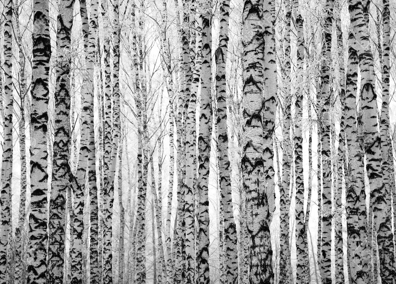 33898665-Winter-trunks-birch-trees-black-and-white-Stock-Photo-forest.jpg